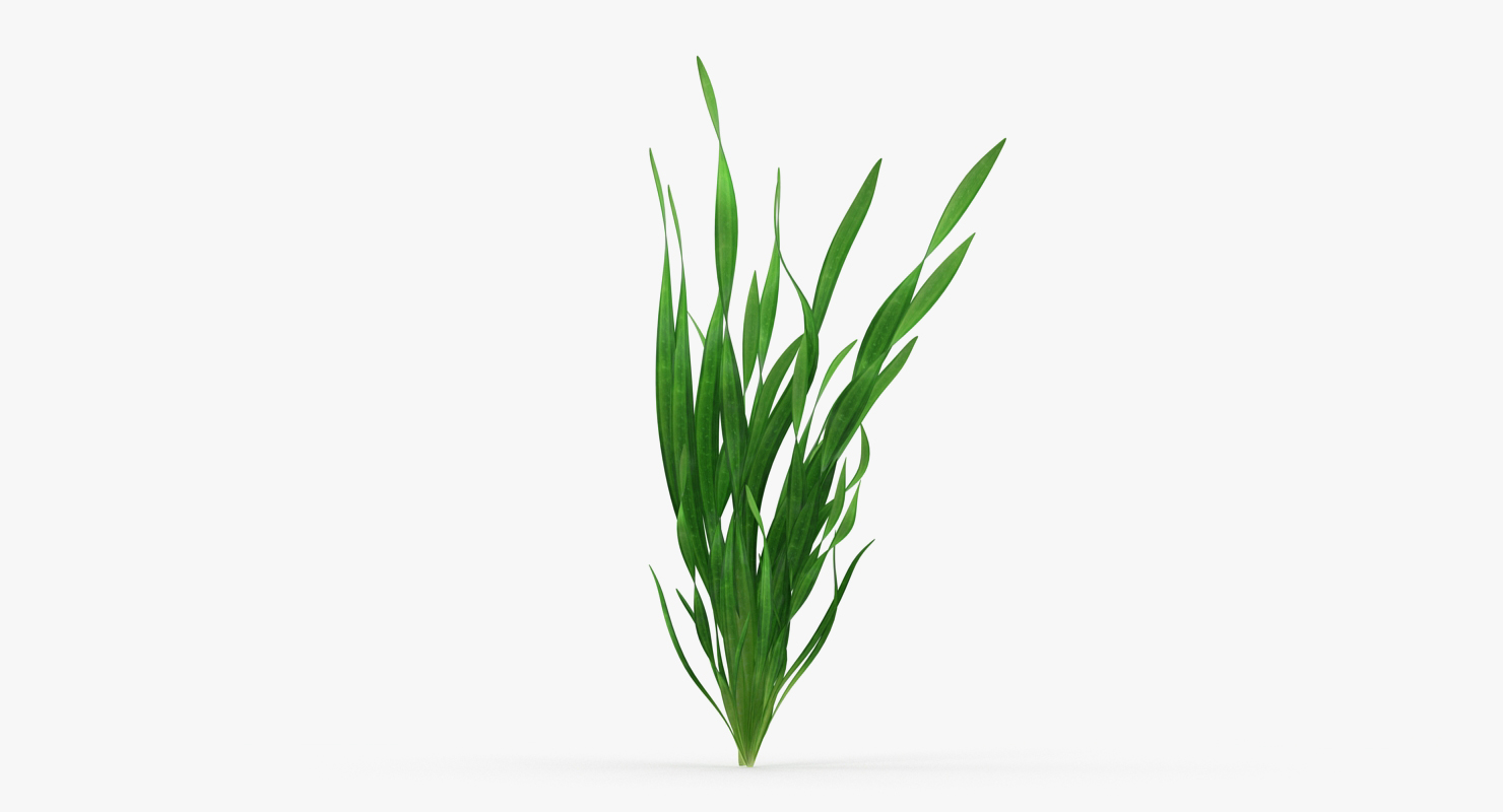 3D model Straight Vallisneria Aquarium Plant