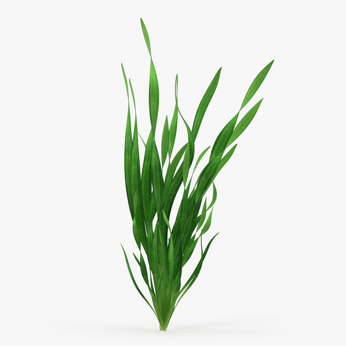 Straight Vallisneria Aquarium Plant, view 3