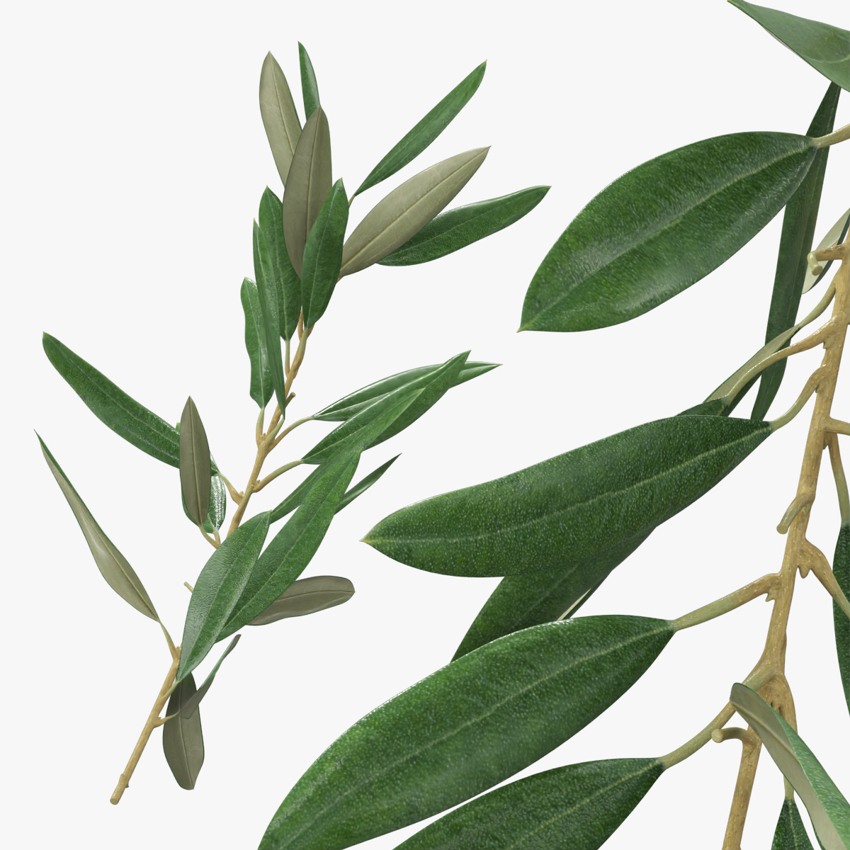 Tree Branch Without Olives - Olive