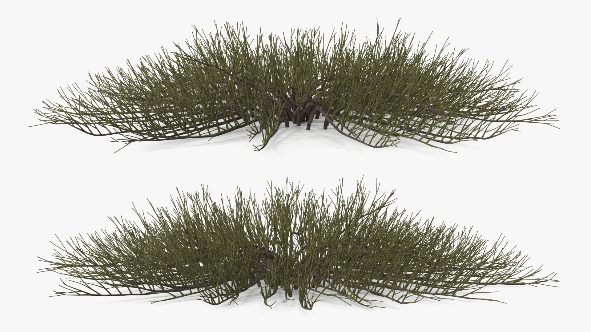Horizontal Conifer Shrub 3D model