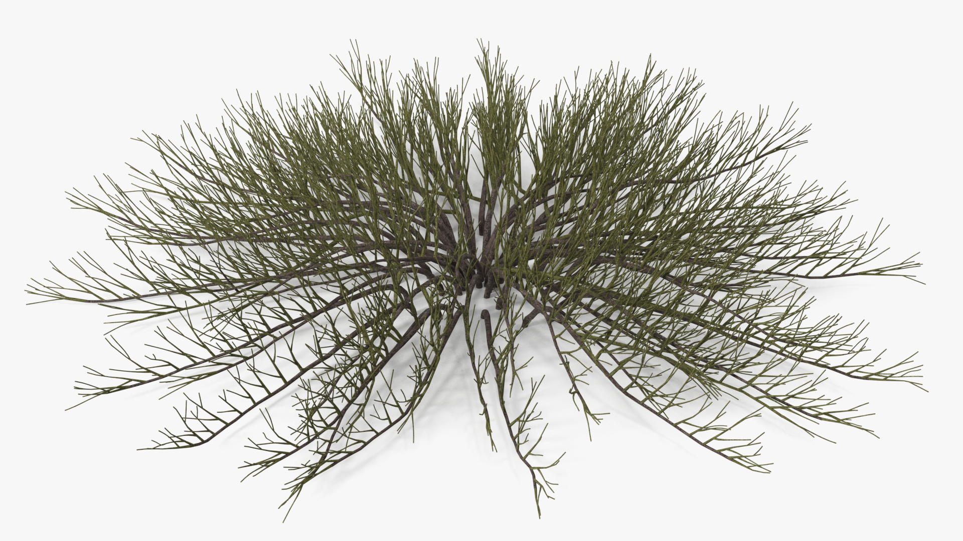 Horizontal Conifer Shrub 3D model