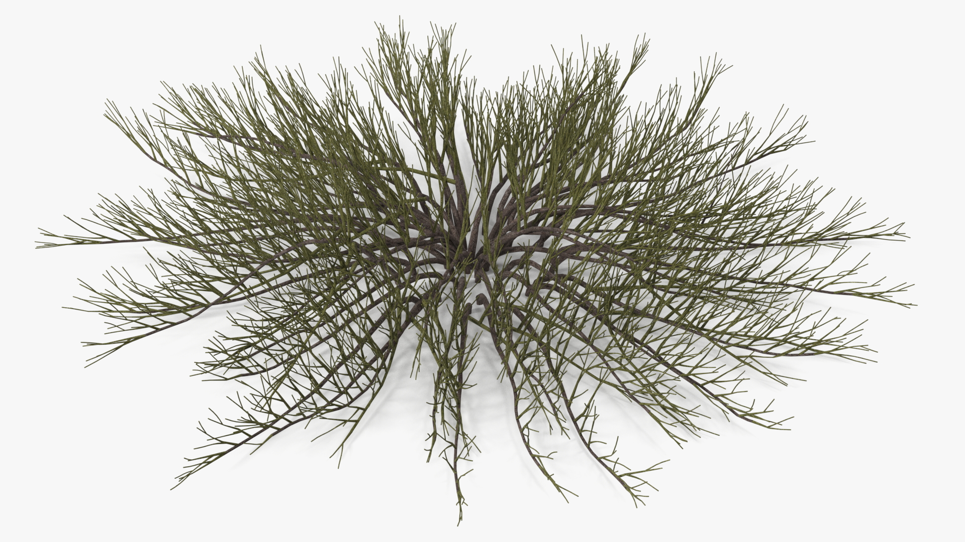 Horizontal Conifer Shrub 3D model