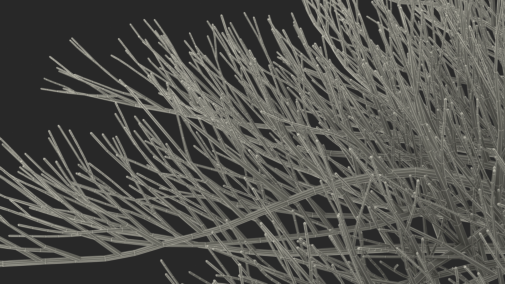 Horizontal Conifer Shrub 3D model