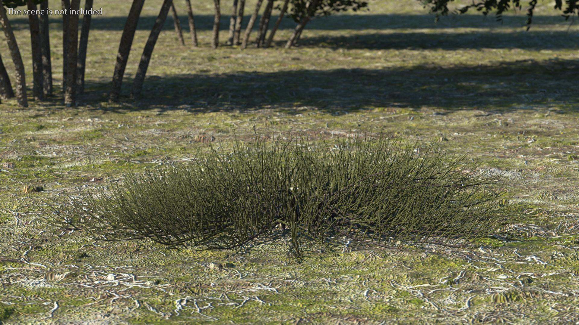 Horizontal Conifer Shrub 3D model