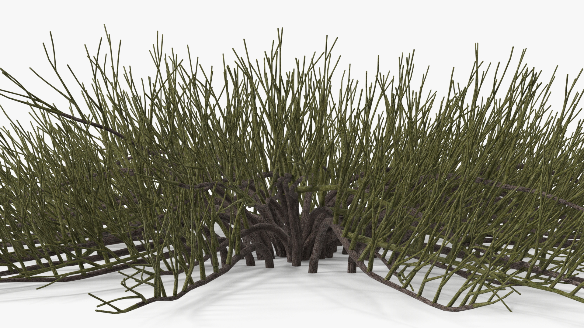 Horizontal Conifer Shrub 3D model