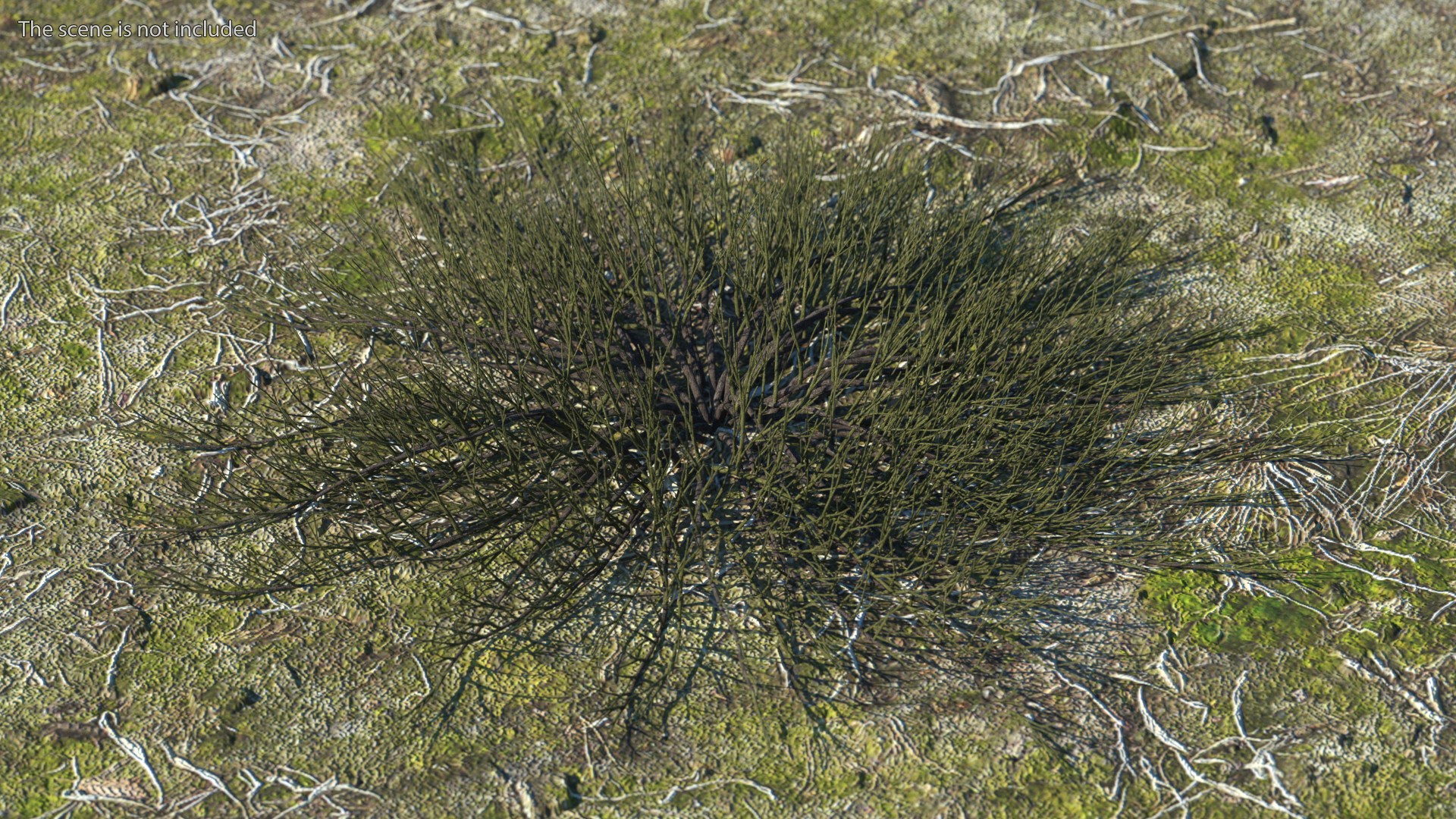 Horizontal Conifer Shrub 3D model