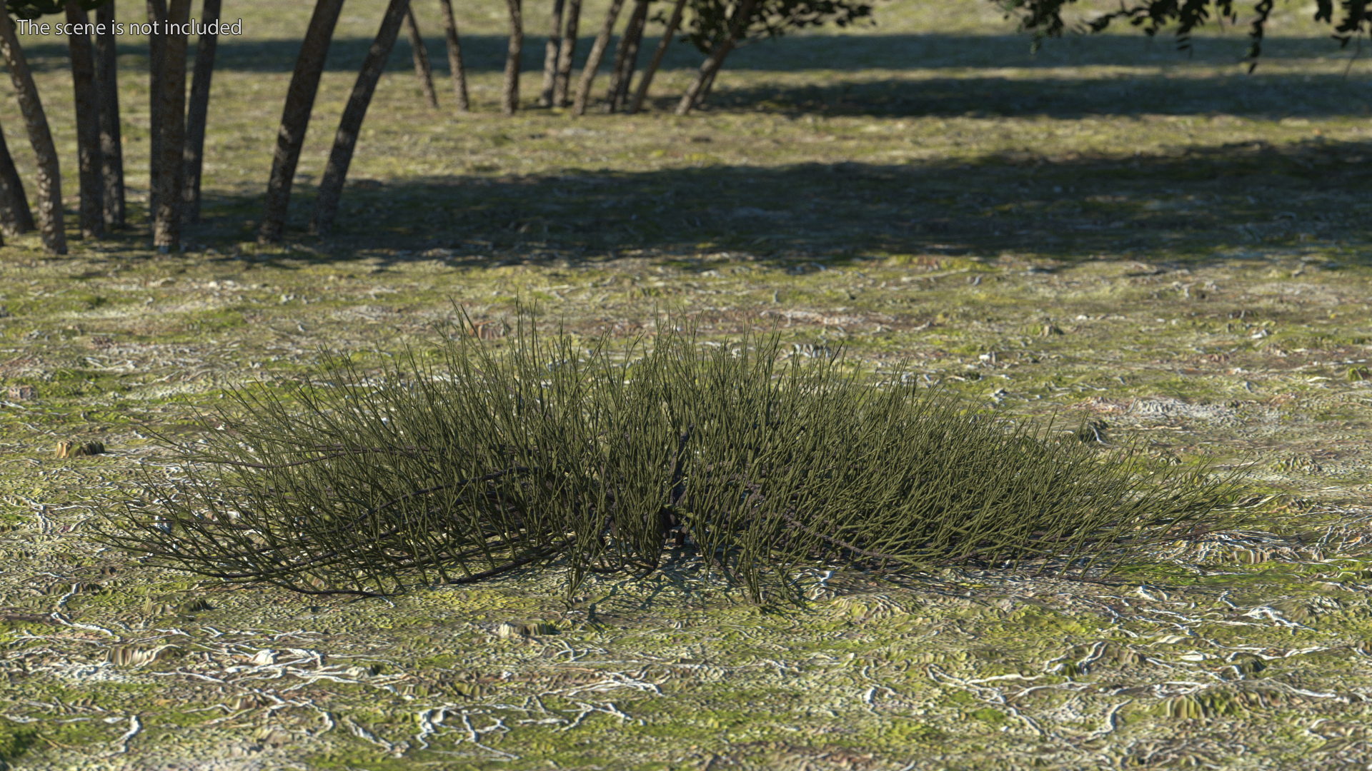 Horizontal Conifer Shrub 3D model