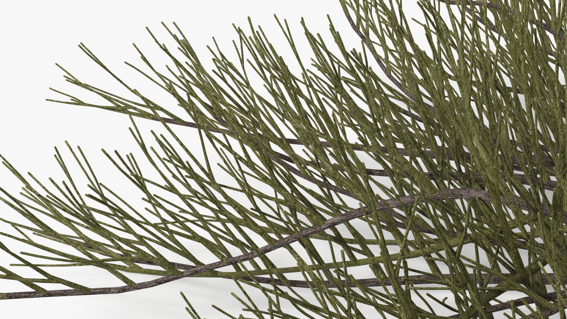 Horizontal Conifer Shrub 3D model