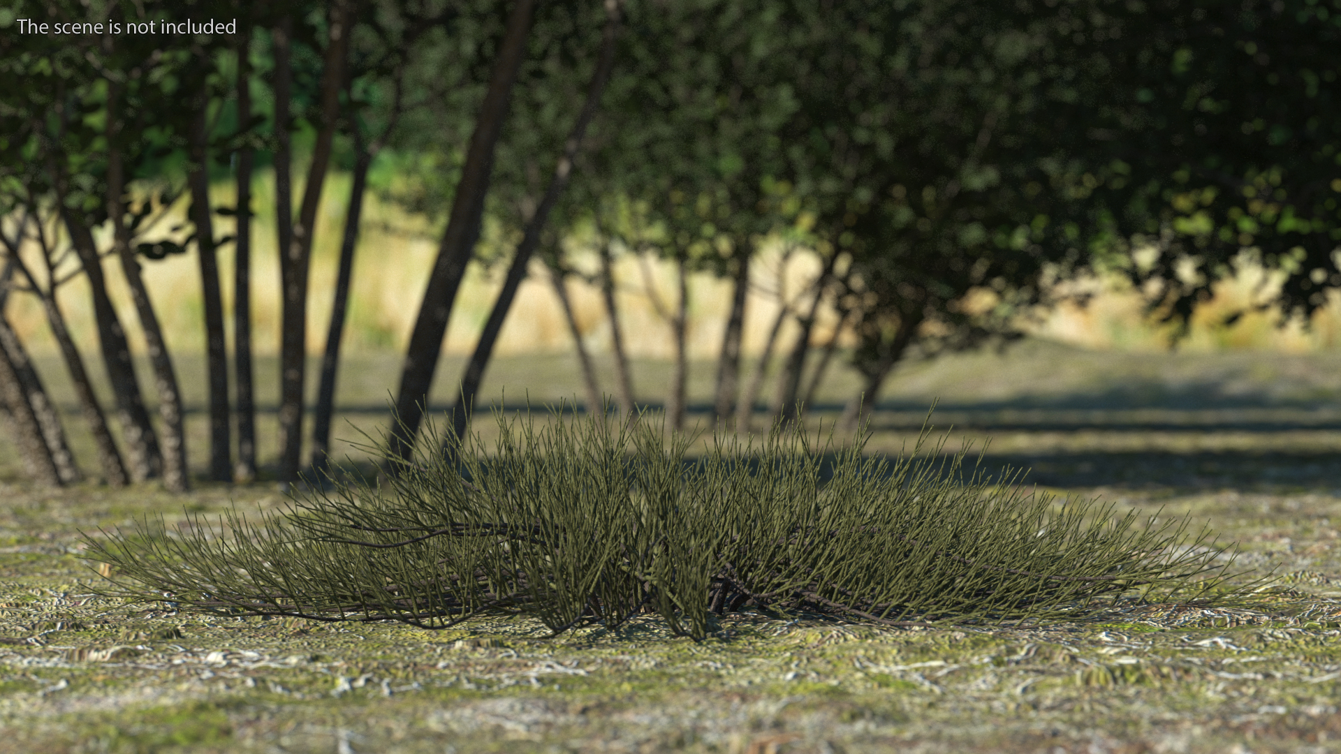 Horizontal Conifer Shrub 3D model