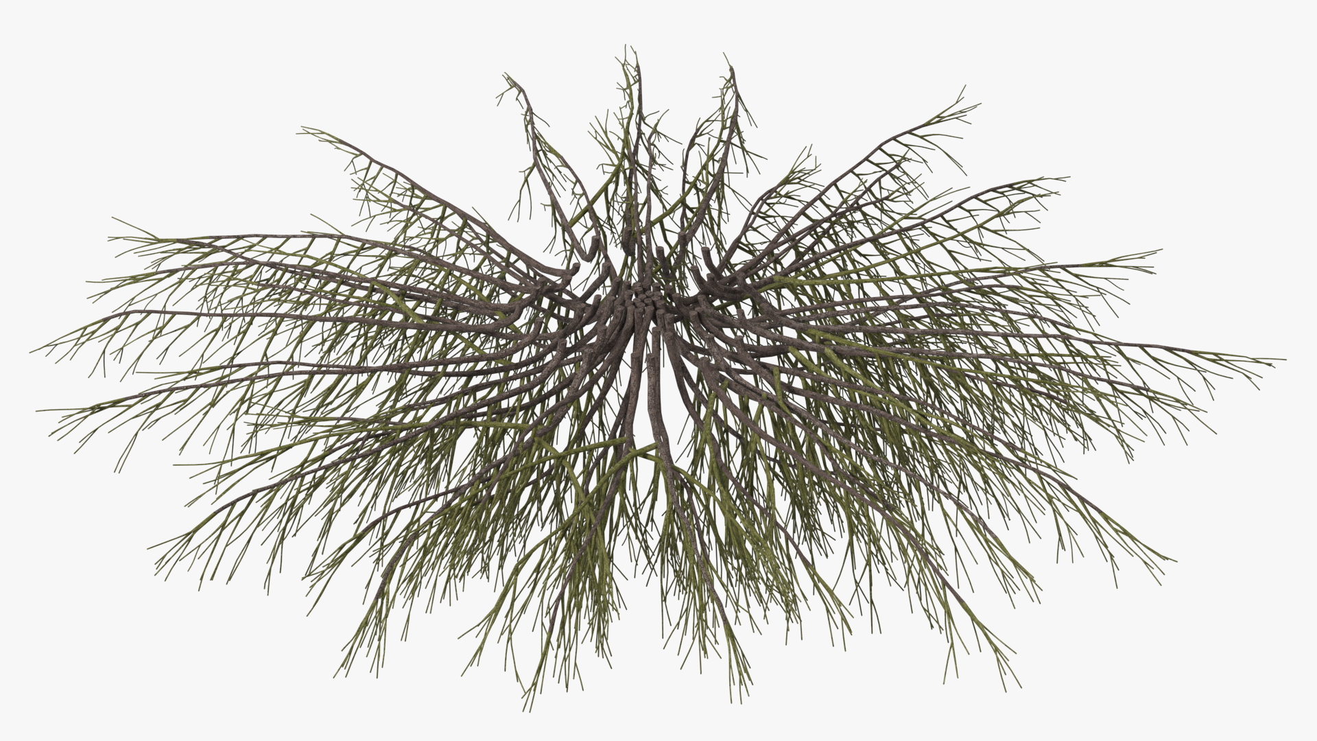 Horizontal Conifer Shrub 3D model