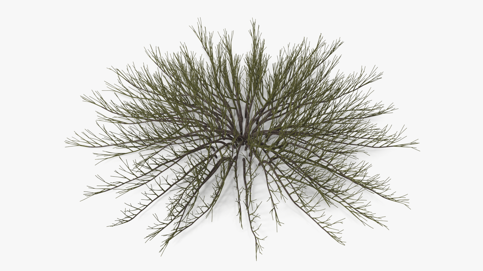 Horizontal Conifer Shrub 3D model