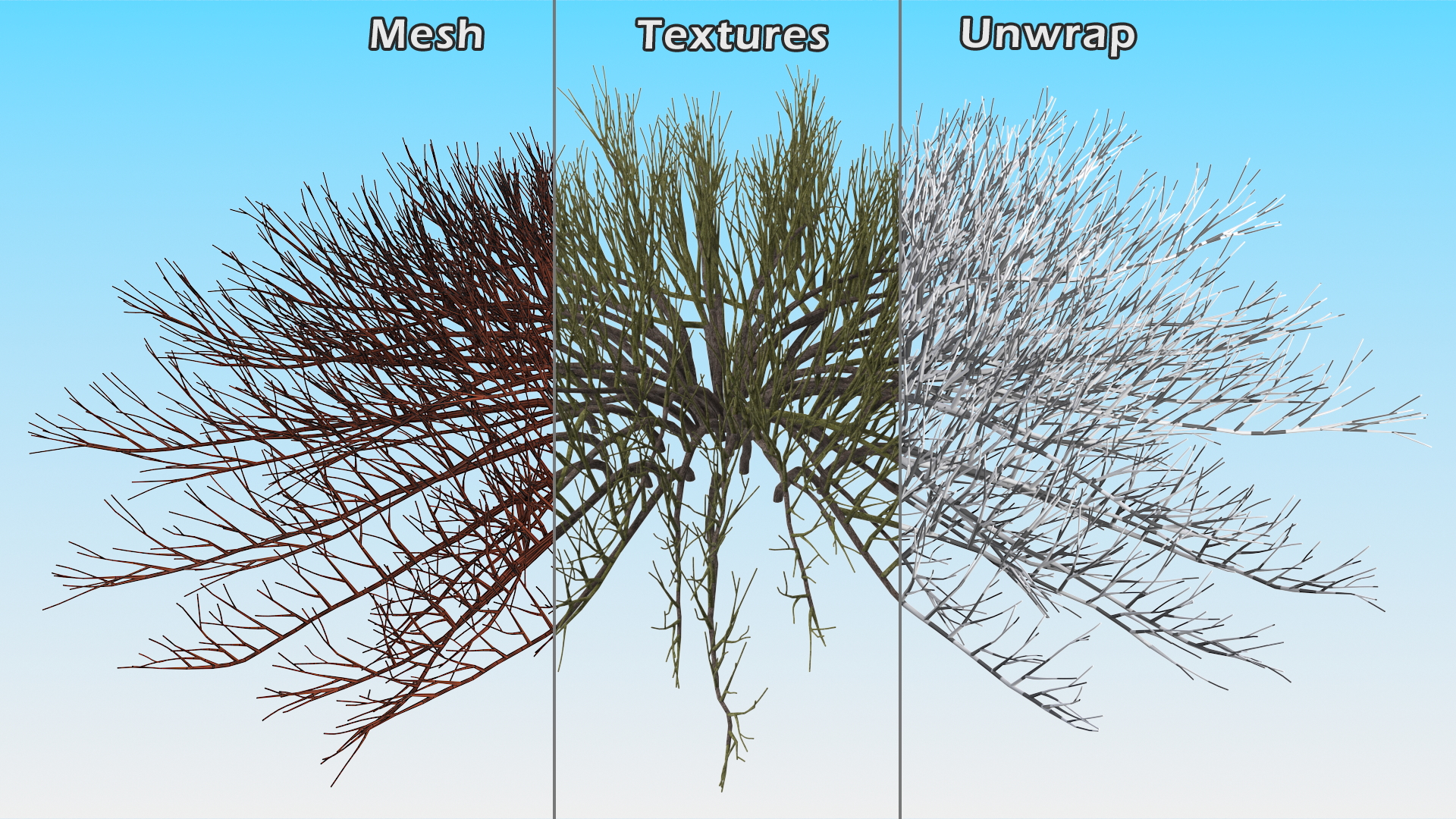 Horizontal Conifer Shrub 3D model