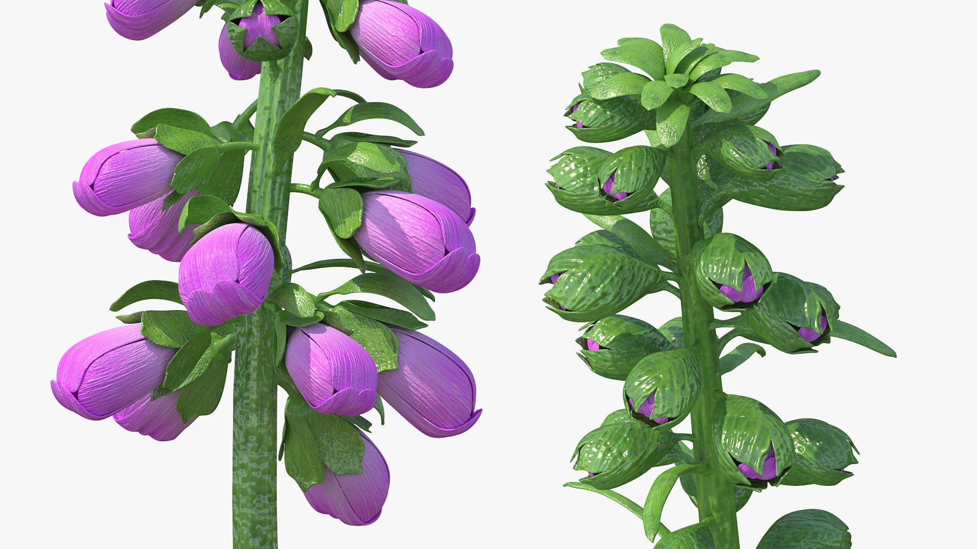 3D model Purple Foxglove Stem