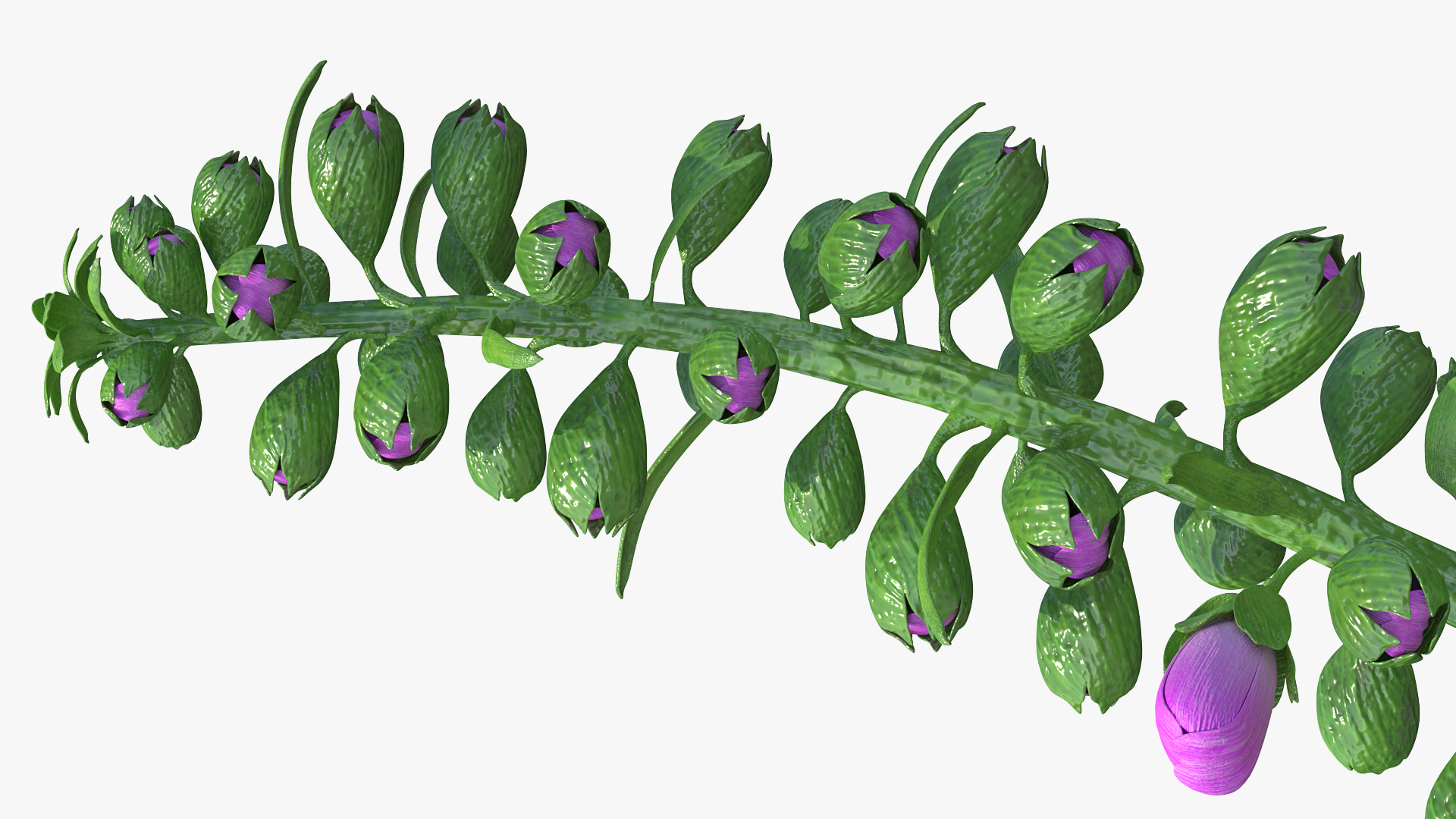 3D model Purple Foxglove Stem