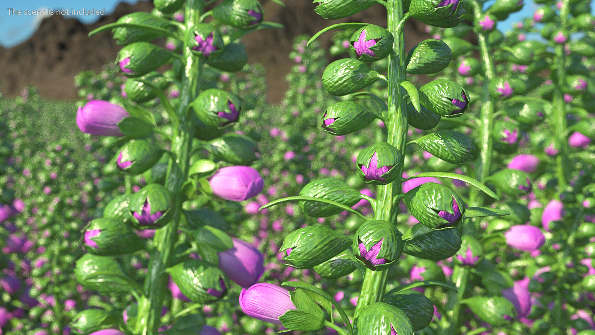 3D model Purple Foxglove Stem