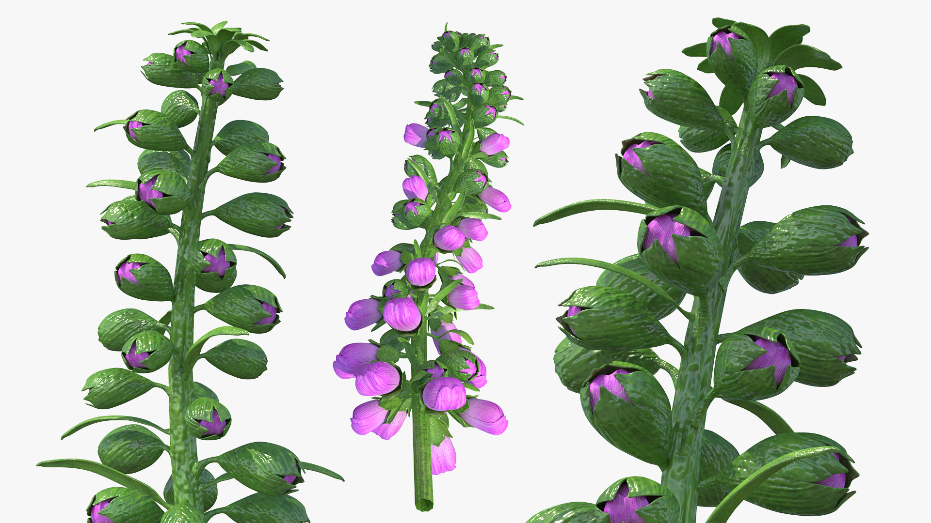 3D model Purple Foxglove Stem