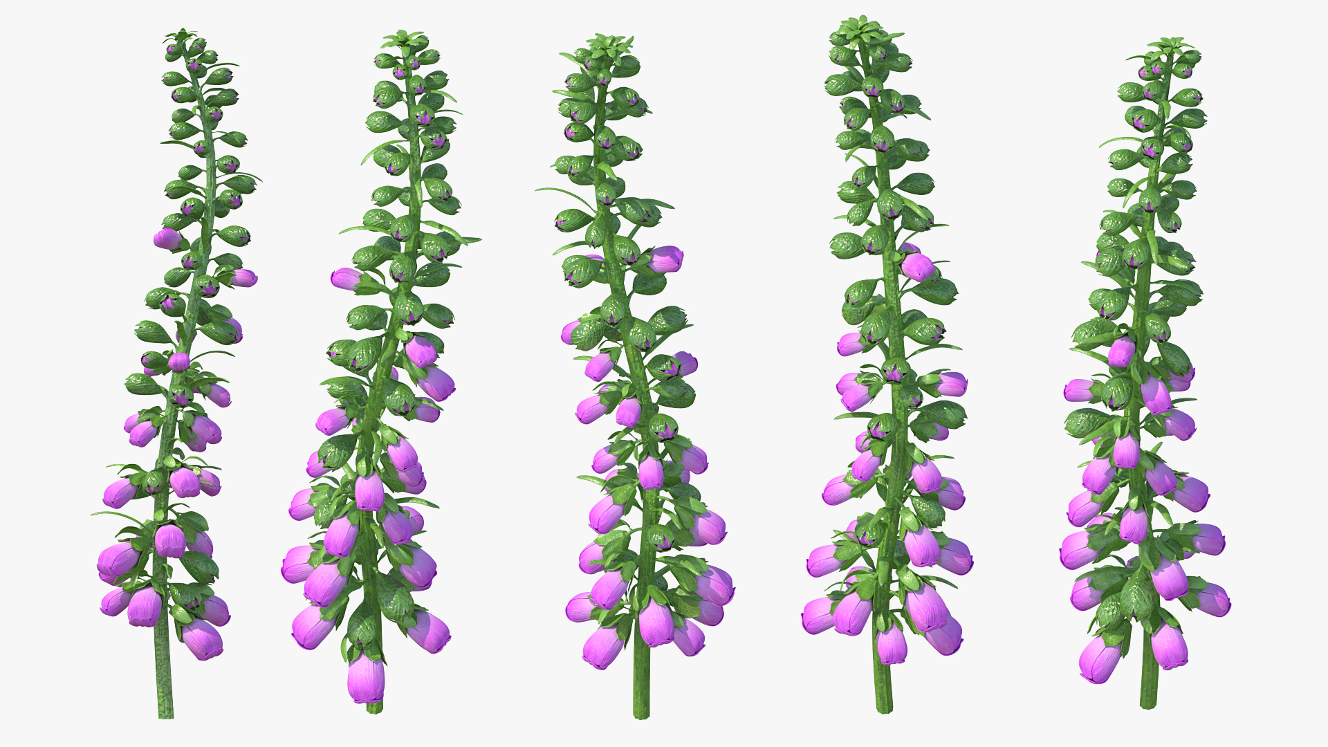 3D model Purple Foxglove Stem