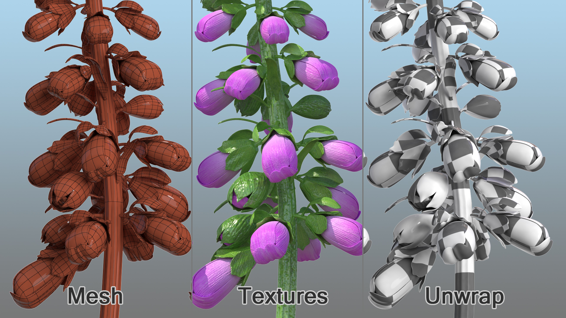 3D model Purple Foxglove Stem