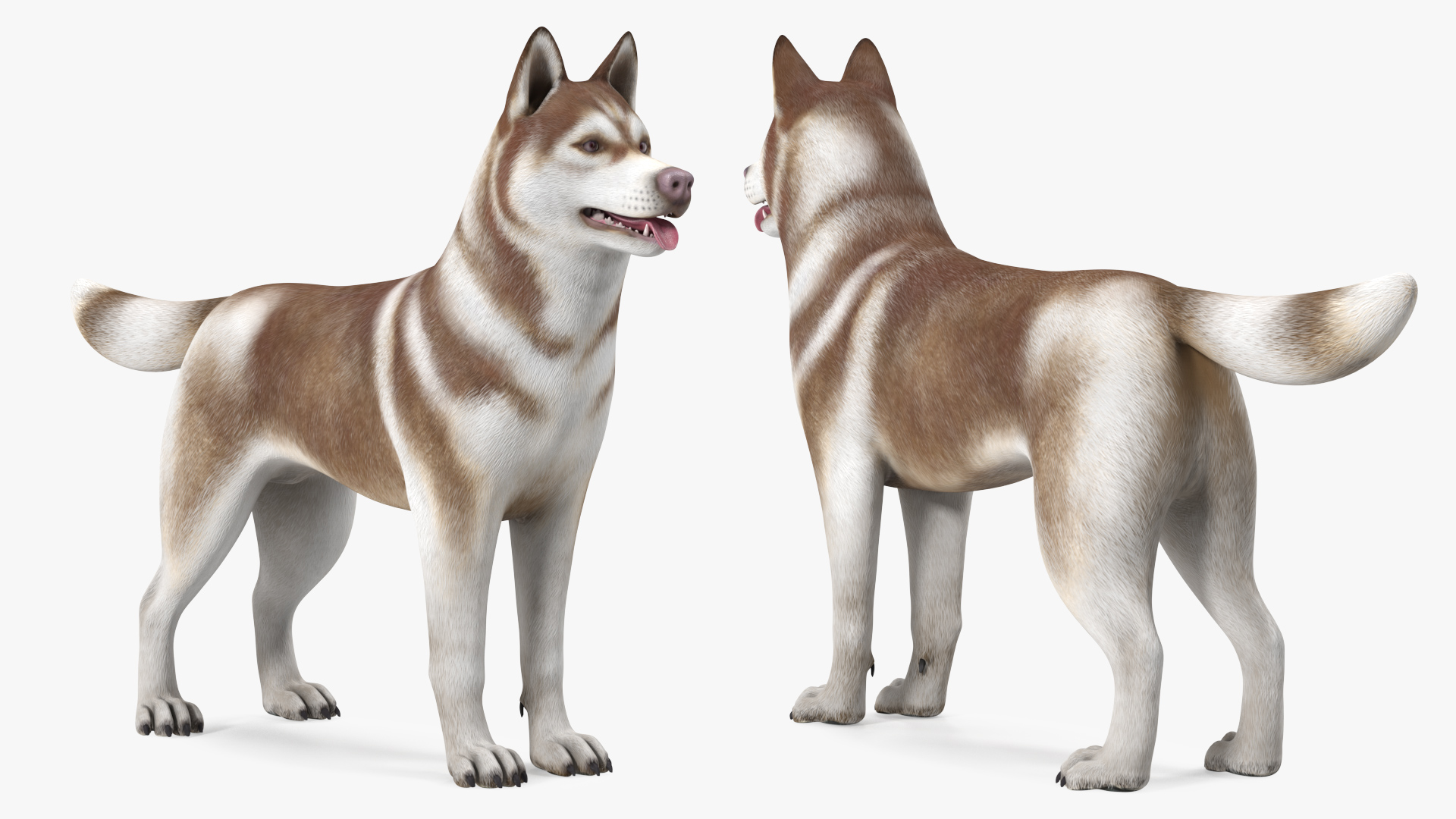 3D Husky Dog Copper and White Coat Rigged model