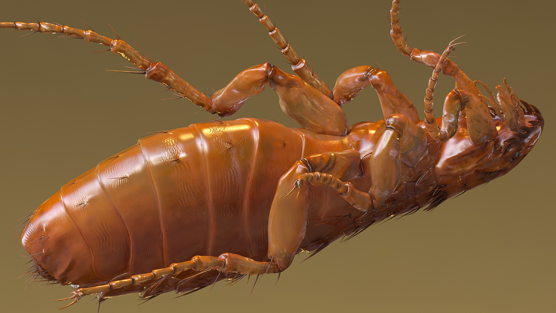 3D Flea Standing Pose model