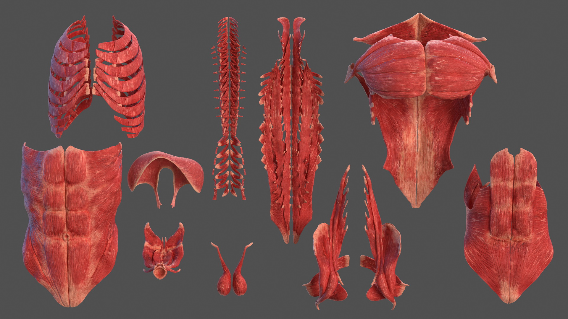 Human Torso Muscular System 3D