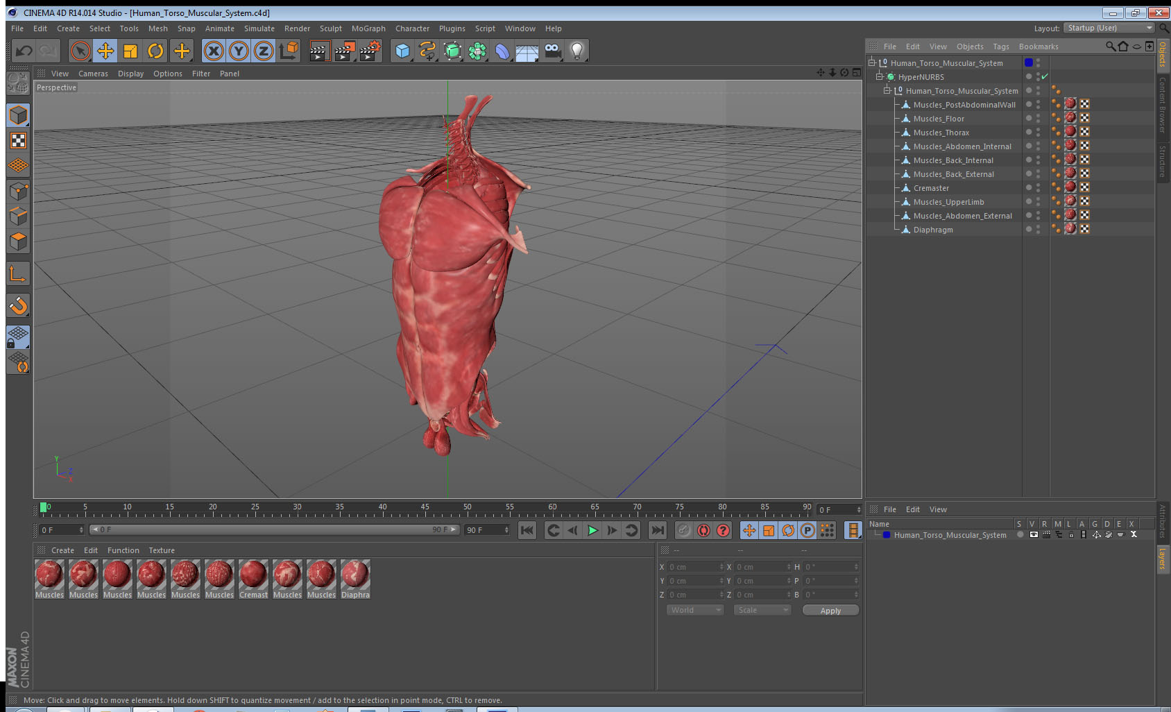 Human Torso Muscular System 3D