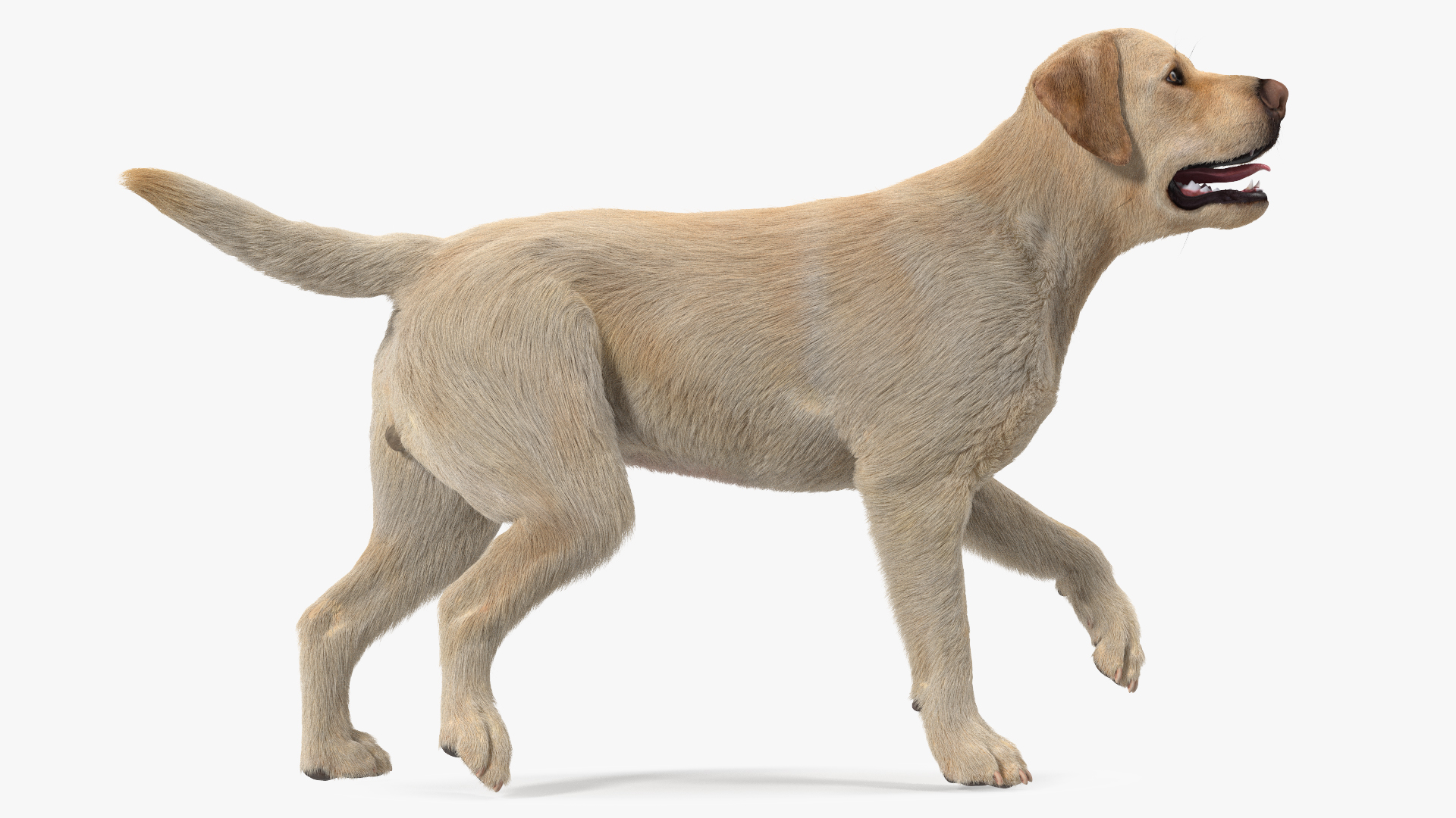 3D model Labrador Dog White Walking Fur