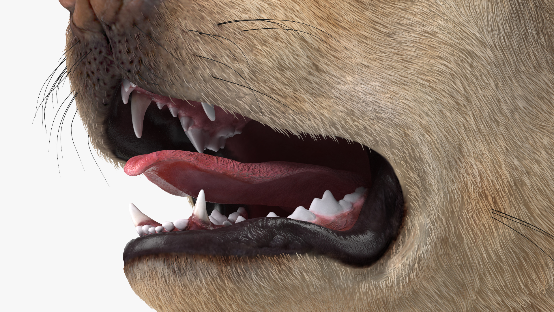 3D model Labrador Dog White Walking Fur