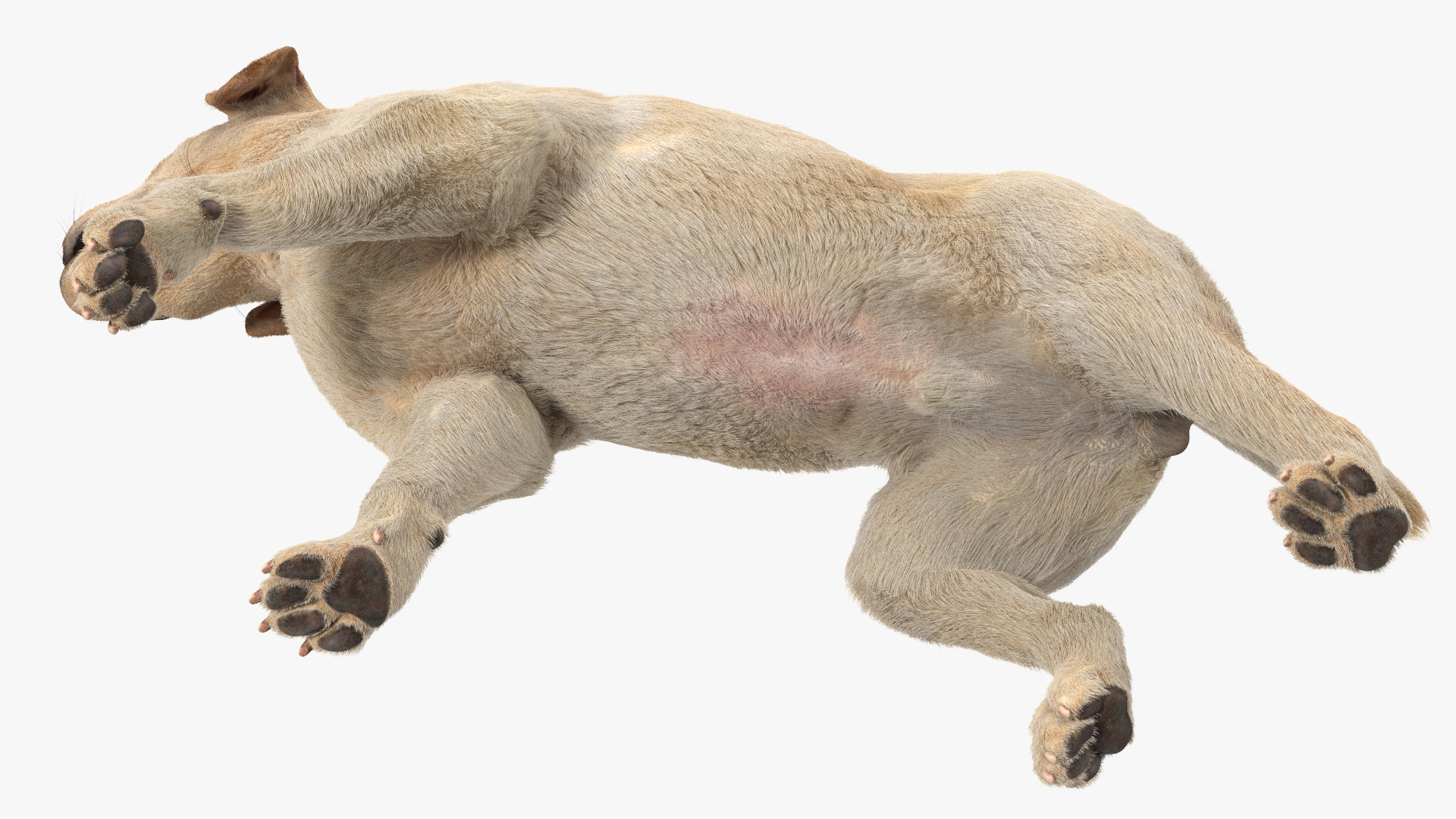 3D model Labrador Dog White Walking Fur