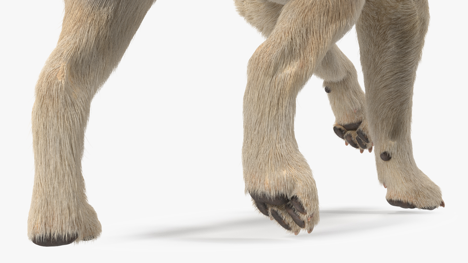3D model Labrador Dog White Walking Fur