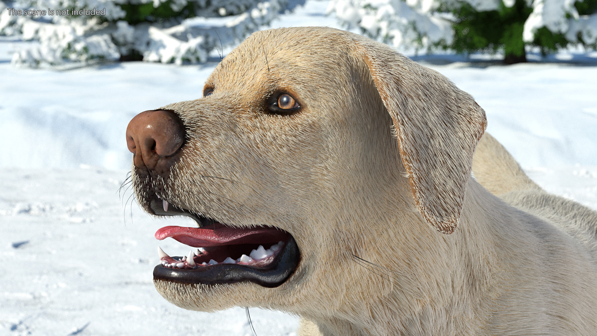 3D model Labrador Dog White Walking Fur