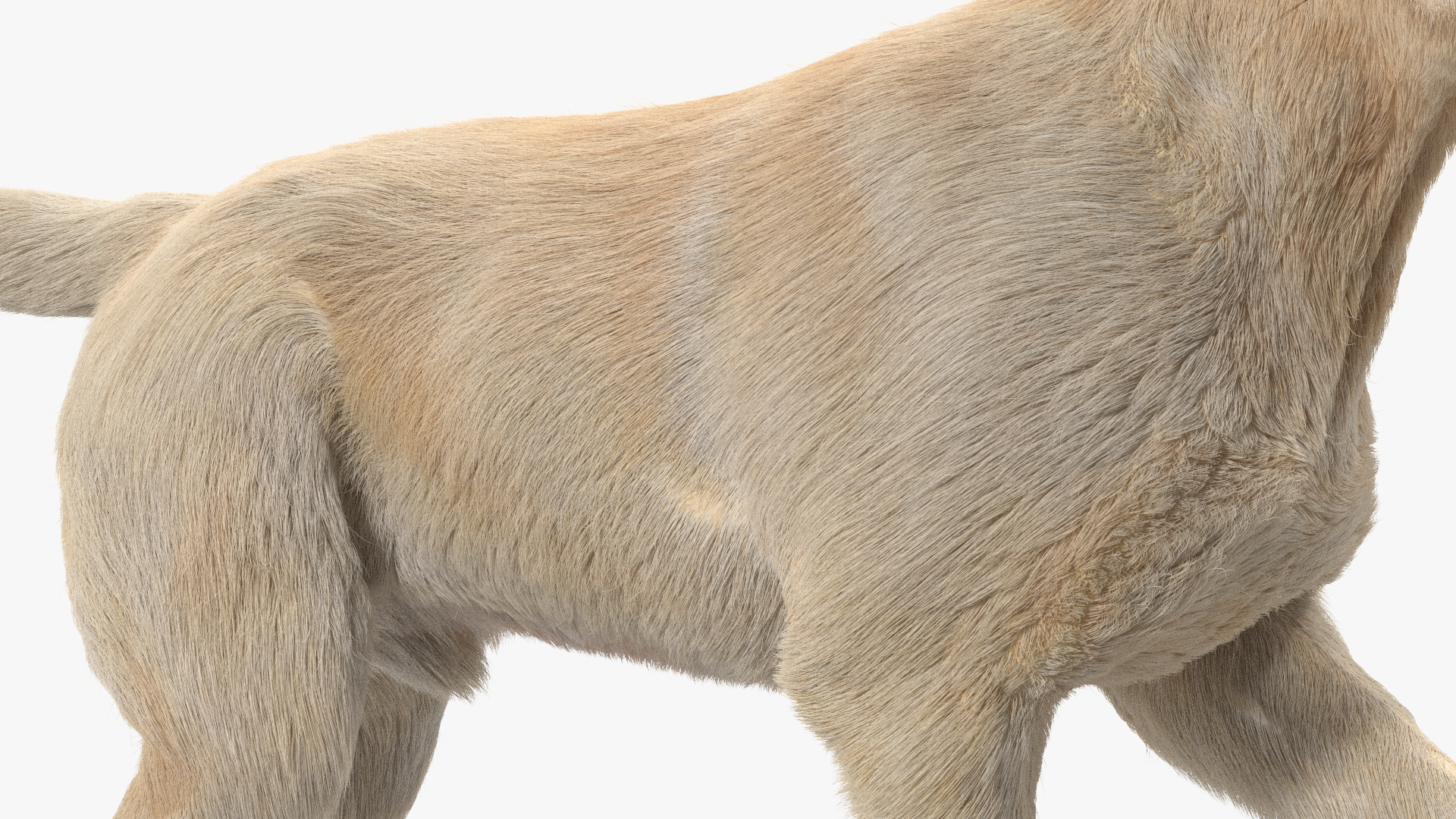 3D model Labrador Dog White Walking Fur