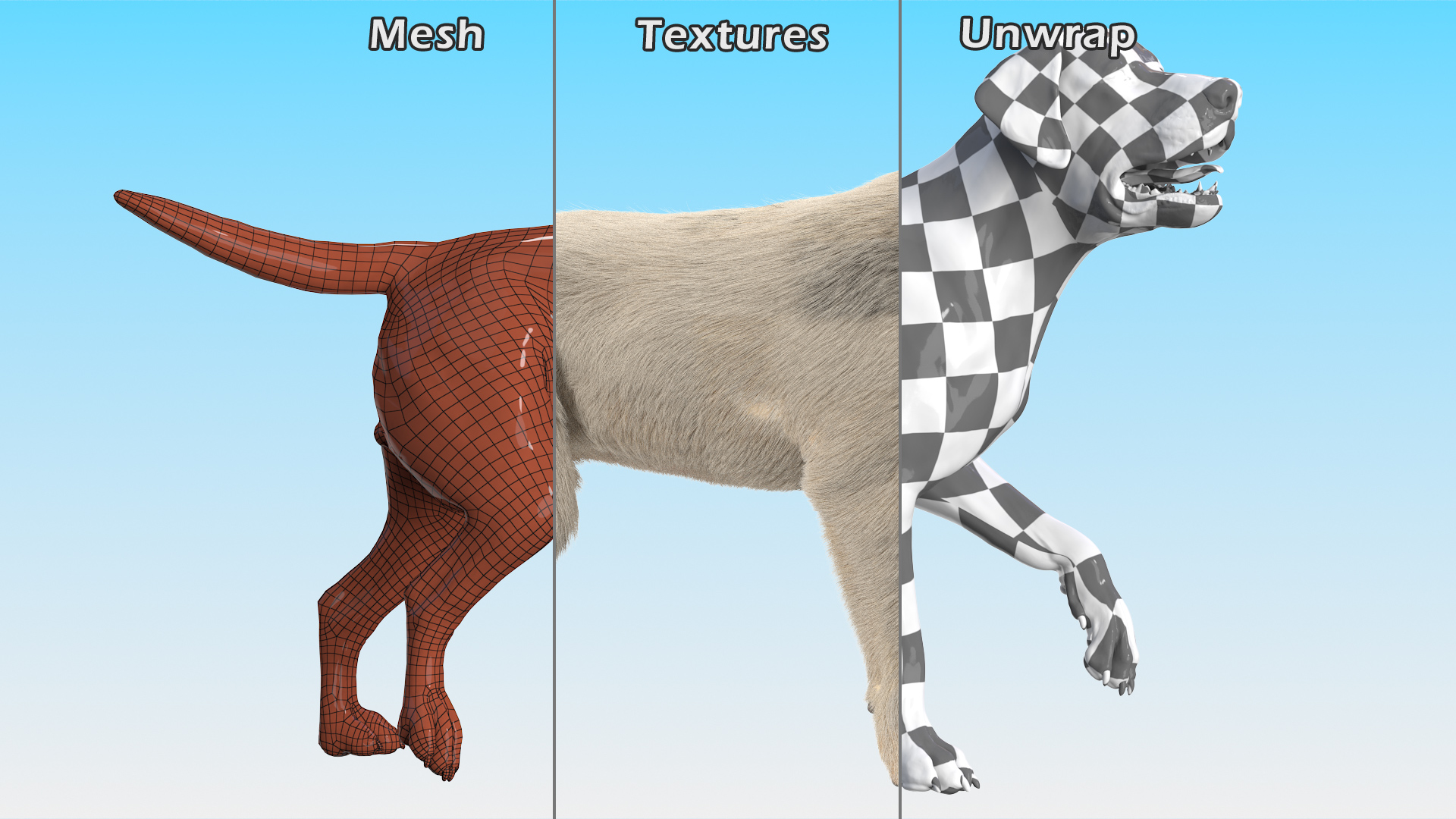 3D model Labrador Dog White Walking Fur