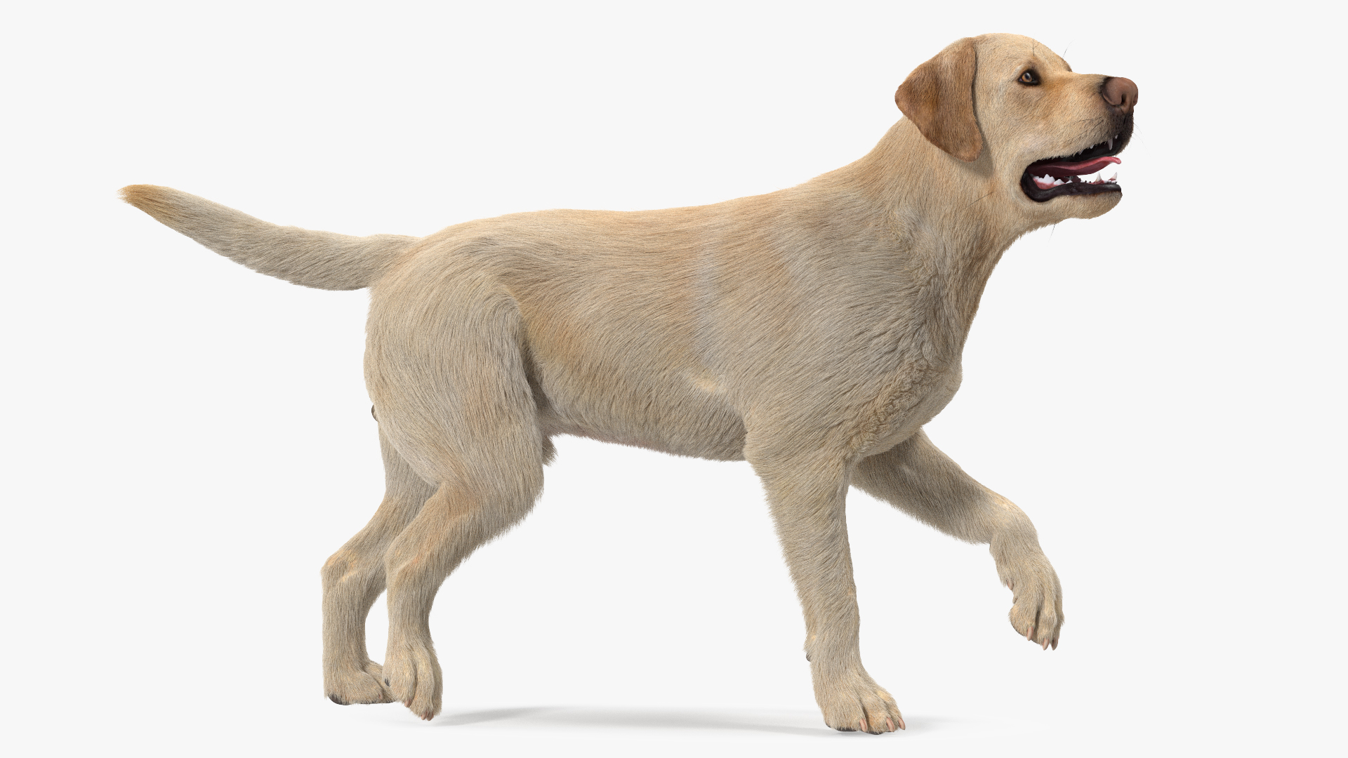 3D model Labrador Dog White Walking Fur