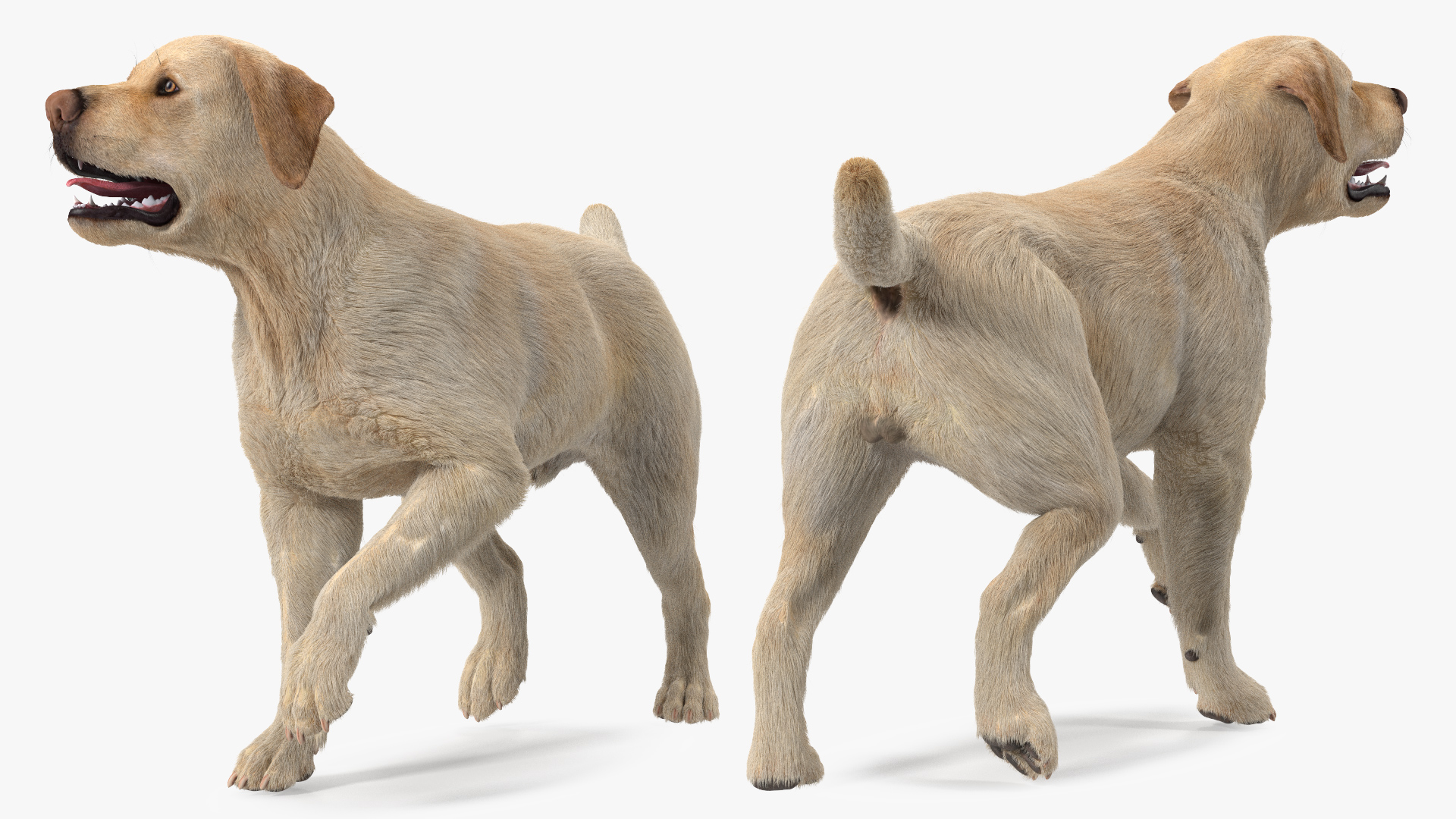 3D model Labrador Dog White Walking Fur