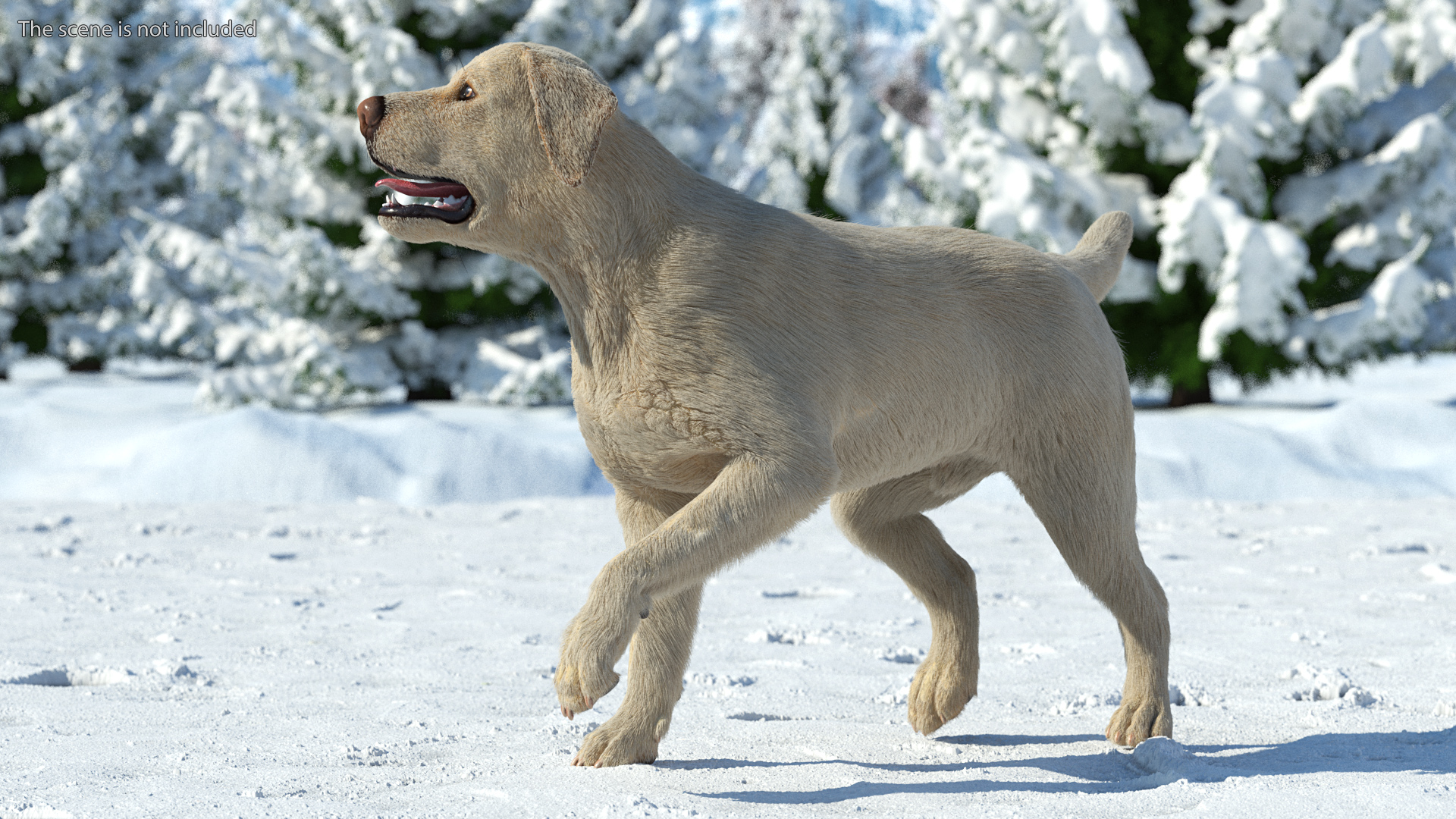 3D model Labrador Dog White Walking Fur