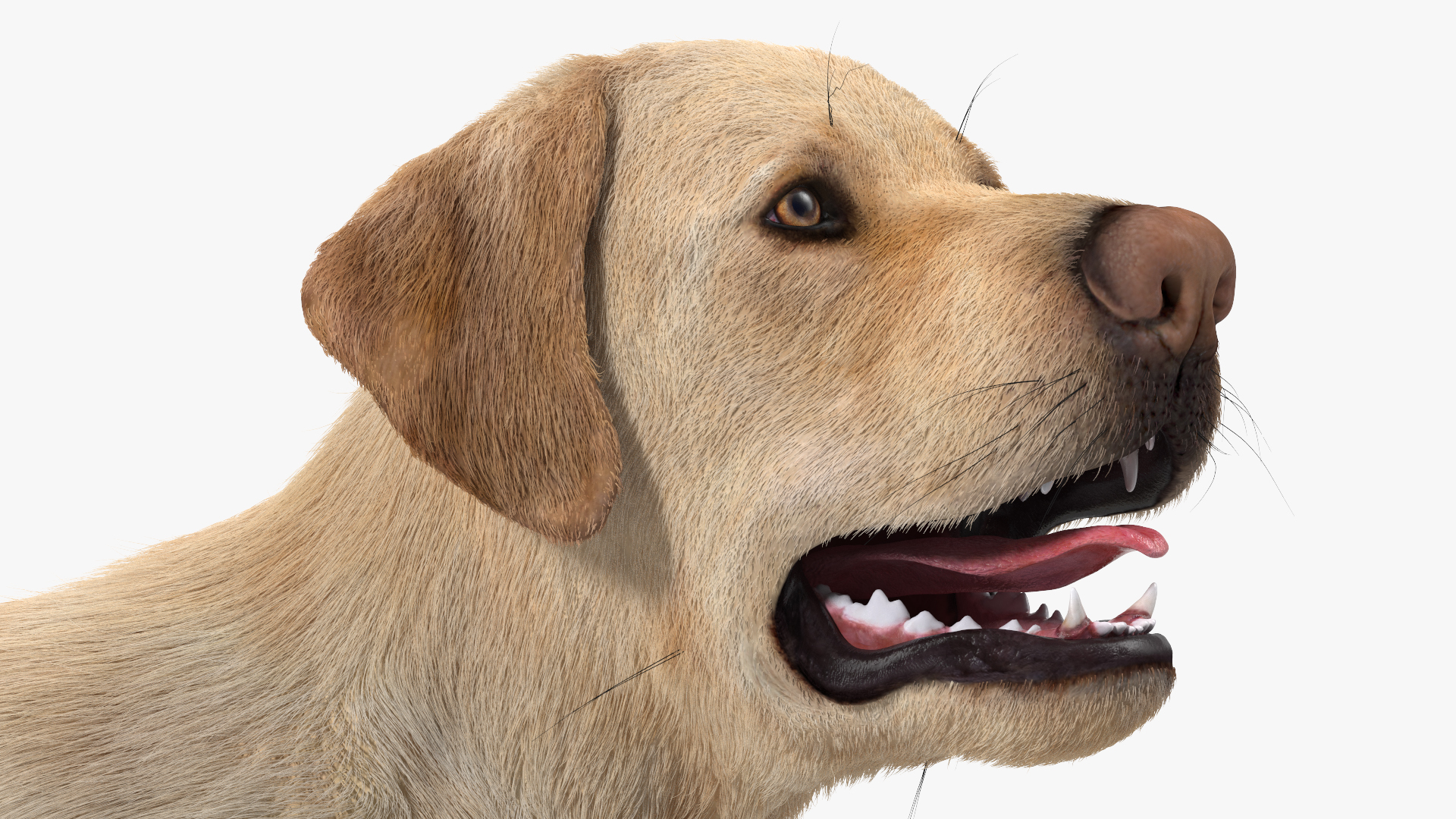 3D model Labrador Dog White Walking Fur
