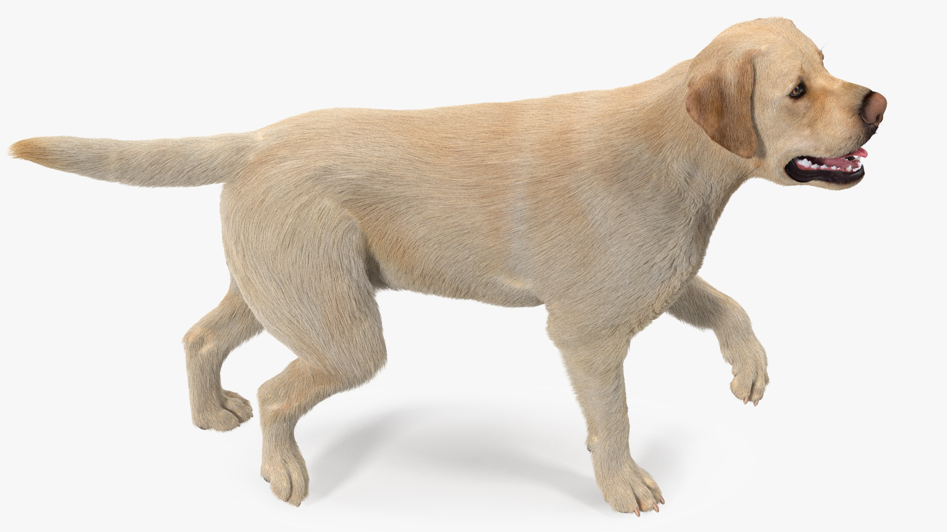 3D model Labrador Dog White Walking Fur
