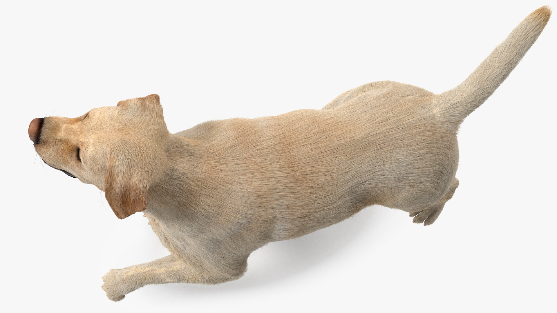 3D model Labrador Dog White Walking Fur