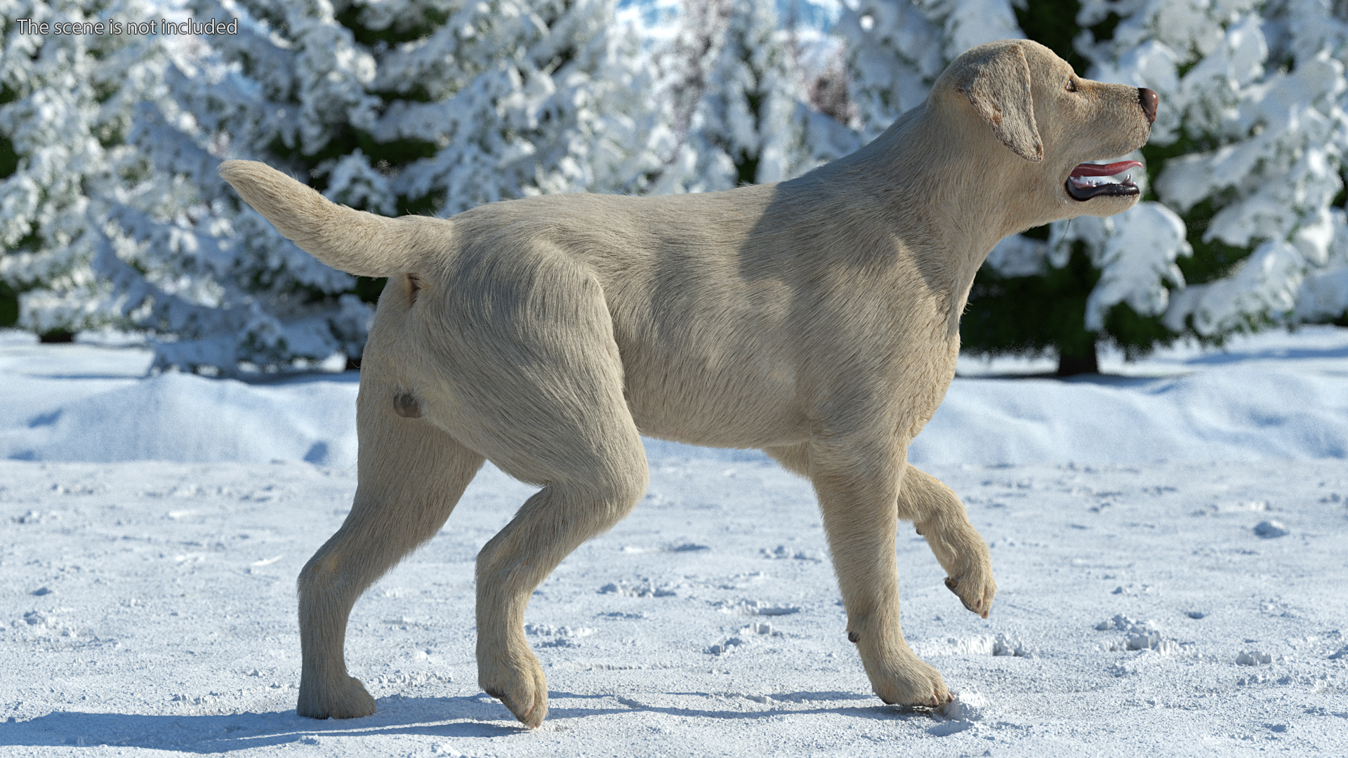 3D model Labrador Dog White Walking Fur