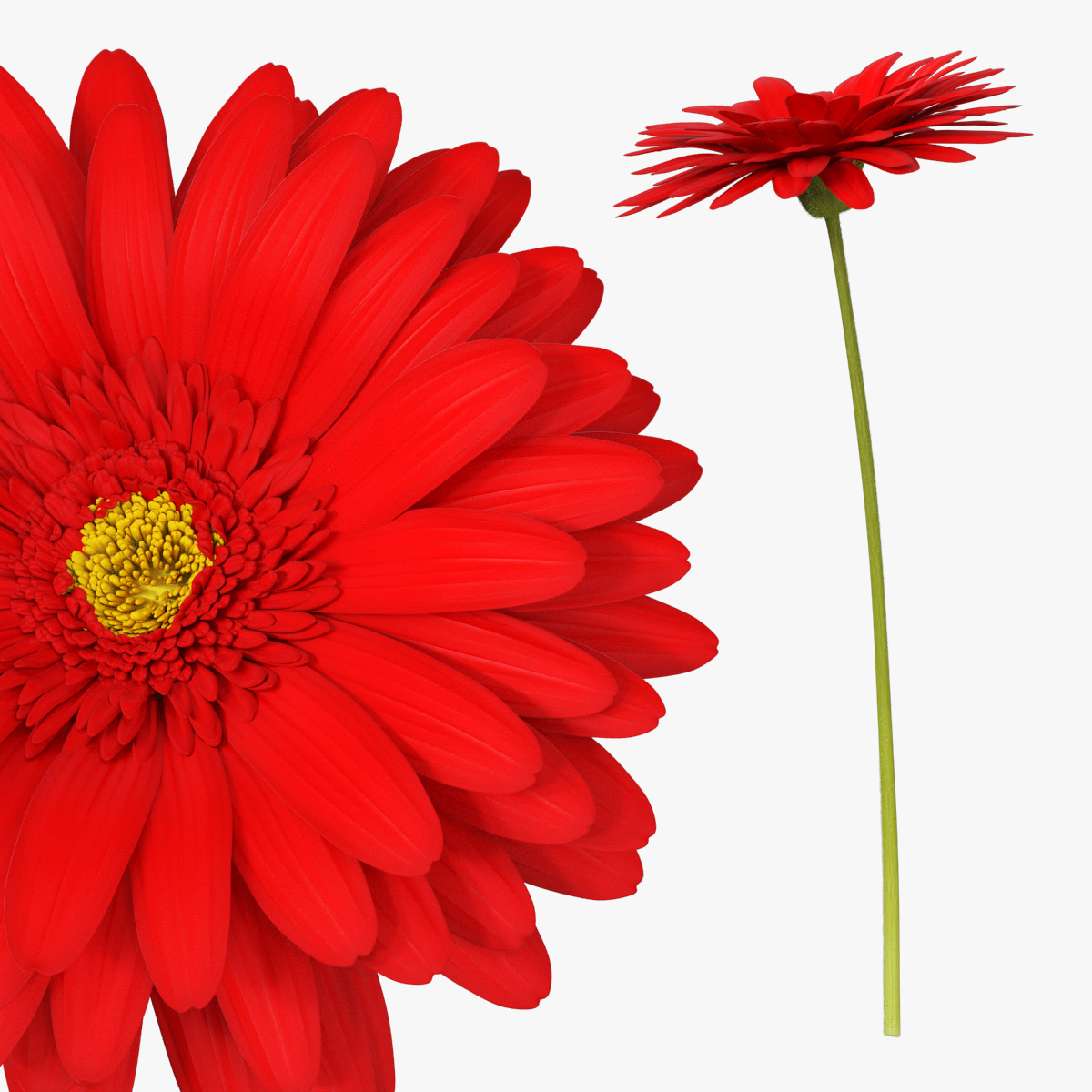 Red Gerbera Blossom