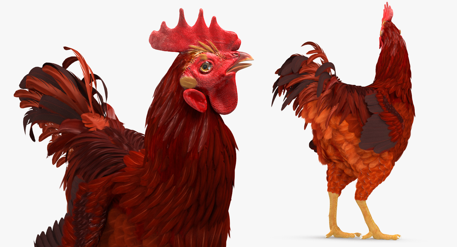 3D Brown Hen Standing model