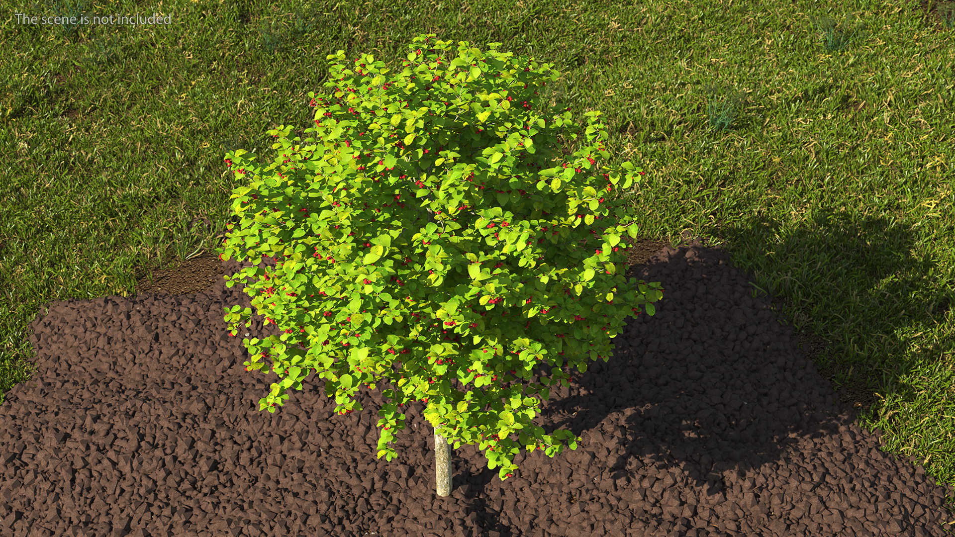 3D Cockspur Hawthorn Small with Berries