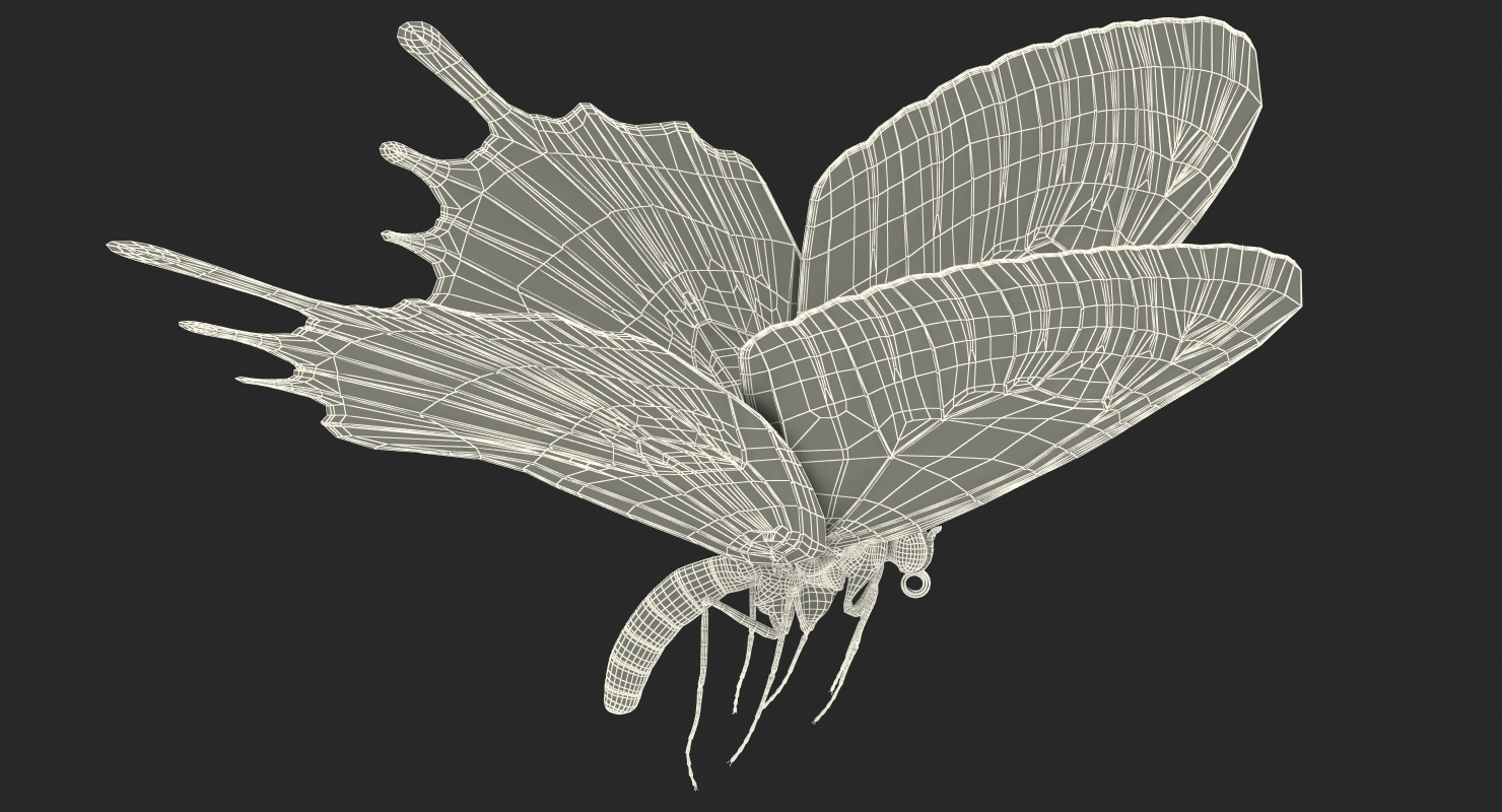 Bhutanitis Lidderdalii or Bhutan Glory Butterfly with Fur 3D