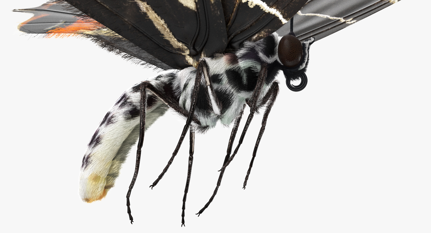 Bhutanitis Lidderdalii or Bhutan Glory Butterfly with Fur 3D