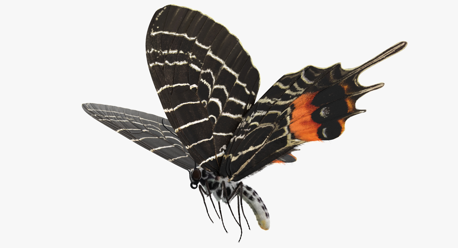 Bhutanitis Lidderdalii or Bhutan Glory Butterfly with Fur 3D