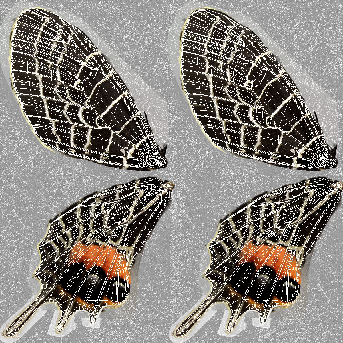 Bhutanitis Lidderdalii or Bhutan Glory Butterfly with Fur 3D