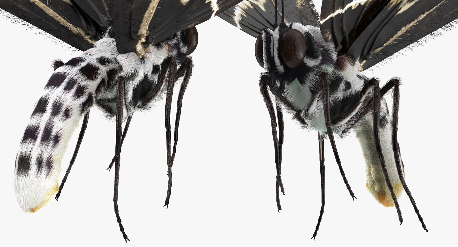 Bhutanitis Lidderdalii or Bhutan Glory Butterfly with Fur 3D