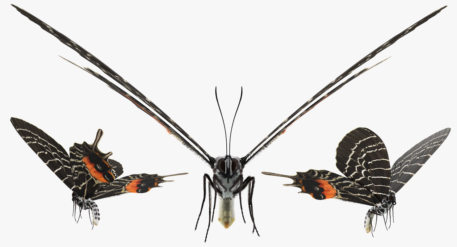 Bhutanitis Lidderdalii or Bhutan Glory Butterfly with Fur 3D