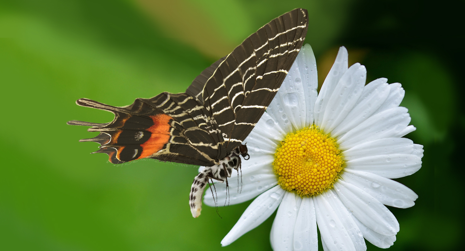 Bhutanitis Lidderdalii or Bhutan Glory Butterfly with Fur 3D